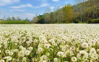 种植蒲公英要注意什么，出苗前不能施肥