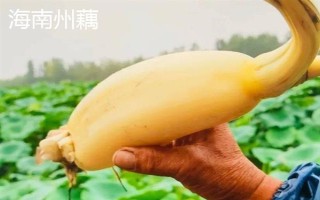 莲藕哪些品种比较好,鄂莲系列具有较高的品质