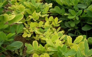 花生叶子发黄的原因，土壤、施肥、缺素等因素都会导致