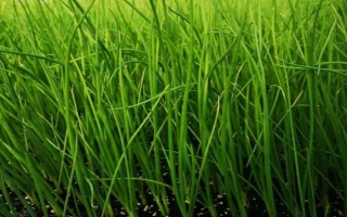 洋葱的种植方法，对畦面浇足水再播种