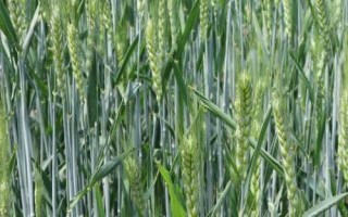 洛旱33小麦品种的特性，半冬性品种