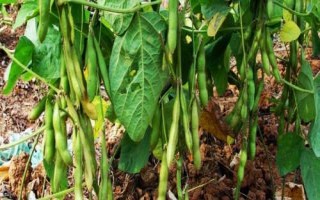 吉育112大豆种子特点,注意防治大豆蚜虫
