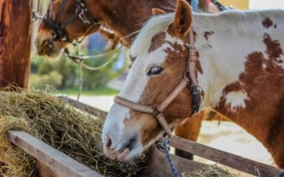 马的饲喂次数，每天的喂养次数以3-4次为宜