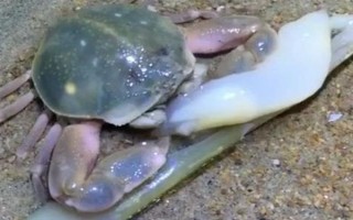 螃蟹在家里怎么养殖,可以用鱼缸养