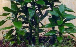 观音竹的繁殖方法，一般以扦插为主