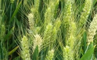 西农538小麦品种的特性，该品种耐肥水性强