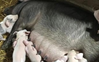 猪胎衣下来后还会有小猪吗，通常不会下猪仔了