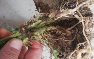 番茄根腐病发病原因，刚开始是病菌从幼苗的伤口侵入