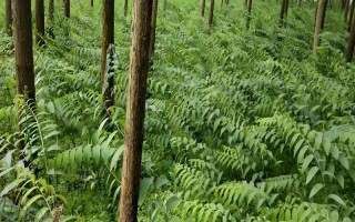 种植黄精的成本，一亩地需要900元左右