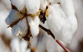 中绿204560棉花种子特征特性，转基因抗虫常规棉品种