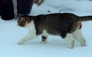 猫咪走路走不稳的原因,可能是关节受伤了或胡子被剪掉了