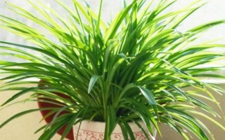 吊兰开花时间，通常集中在5-8月份开放