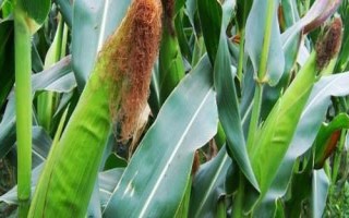 长城385玉米种子简介，适宜播种期4月中旬至5月中旬