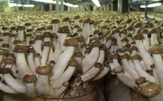 食用菌如何正确使用农药，注意这4点