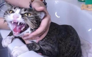 猫咪有哪些应激反应,受到惊吓后一般会表现出来