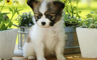 蝴蝶犬吃什么，适合吃狗粮、狗罐头、狗饼干等