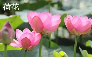 睡莲和荷花的区别是什么，叶子、花朵和属性均不同