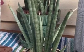 佛前香虎皮兰有什么寓意，代表富贵、招财