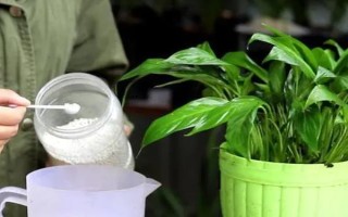 水培白掌的养殖方法,夏季一个星期换水一次