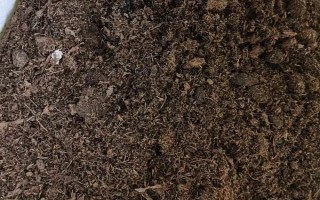 日本杜鹃花怎么养，喜欢冷凉的气候环境