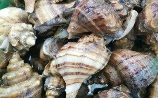 鹦鹉螺是海螺吗，是头足纲软体动物不是海螺