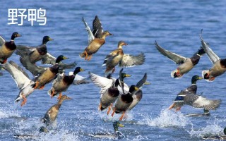 野鸭和家鸭的区别，飞行能力和外观均不同