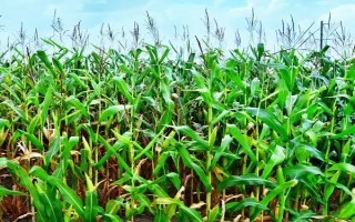 胶玉1号玉米种子特点，夏播生育期105天