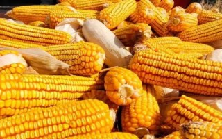 晋单73玉米种子的特征特性，从出苗到成熟需要127天