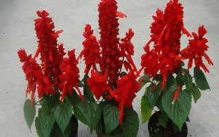 重阳节有哪些花卉开放，一串红、大丽花等品种均在此时开花