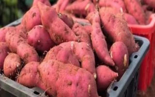 六鳌红蜜薯的产地，福建省漳浦县主产