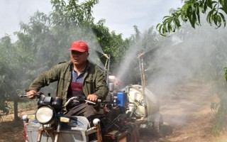 桃树什么时候用多效唑，在七月给桃树使用