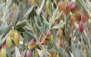 油橄榄的生长习性，适合生长在日平均气温18-24℃的区域