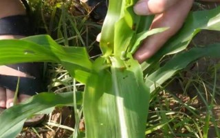 玉米灌浆期倒伏怎么办，可人工扶直