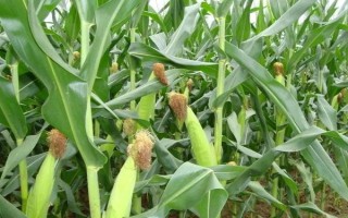 丹玉210玉米种子特点,中抗弯孢菌叶斑病(1-5级)