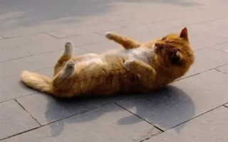 为什么猫咪喜欢在混凝土地面上打滚，可通过地面的温度来调节体温