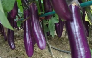 新鲜茄子的选购方法，光滑鲜亮的就是新鲜的