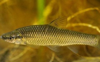 麦穗鱼的寿命，通常只能存活3-4年