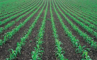 甘甜1号玉米种子特征特性，高抗红叶病