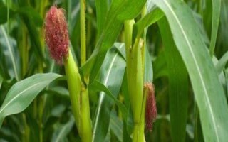 文研129玉米种子特征特性,在中上等肥力地块种植