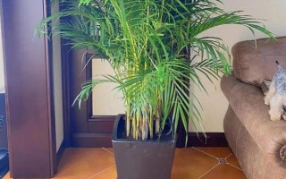 家庭大型盆栽常绿植物推荐,常见的有千年木、心叶藤和鸭脚木等