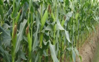 南玉21号玉米种简介，中抗穗腐病