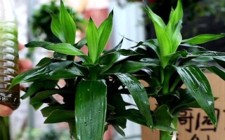 富贵竹属于喜阴还是喜阳植物,适合生长在有散光的半阴处