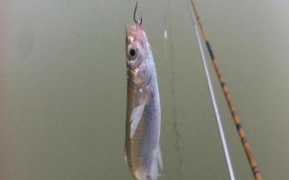 钓白条鱼用什么饵料，可选择自然饵或商品饵