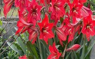 过年养哪些花喜庆，推荐报春花、蝴蝶兰等