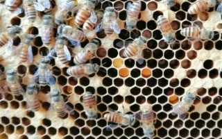 失王的中蜂群怎样处理，可介入新王并急造王台