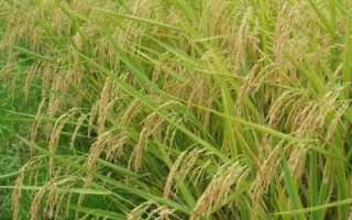 吉农大679水稻品种简介,7月上中旬注意防治二化螟