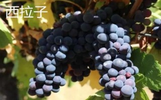 绿色葡萄品种,包括碧香无核、阳光玫瑰、绿玫瑰等类型