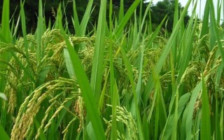 简两优10水稻品种的特性，全生育期126.1天
