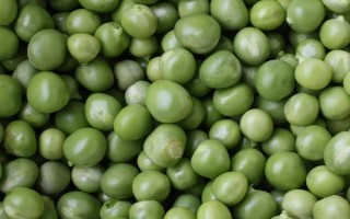 黑农87大豆品种简介,高油大豆品种