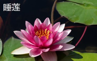 睡莲和荷花的区别是什么，叶子、花朵和属性均不同